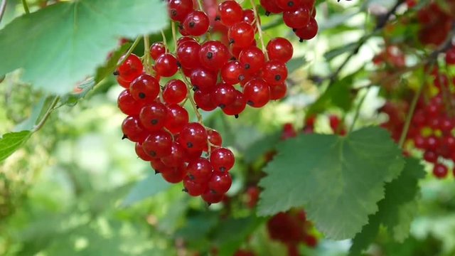 Red Ribes rubrum berries on the plant close-up HD footage - The redcurrant deciduous shrub fruit natural shallow video static camera