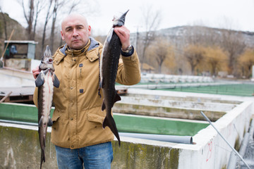 Naklejka premium Fish farmer holding sturgeons