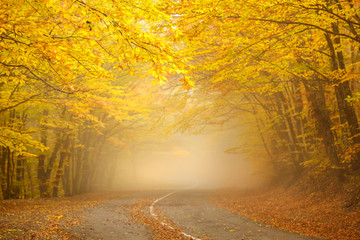 the road and a beautiful autumn forest with yellow leaves in fog
