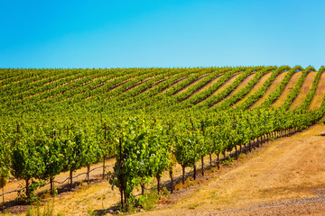 Fototapeta na wymiar Californian vineyard landscape in Napa Valle