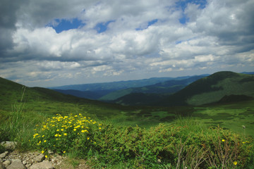 Желтые цветы вдольтропы