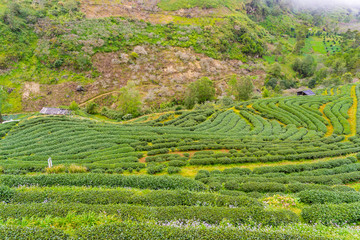 Green tea platation farm landscape hill cultivation