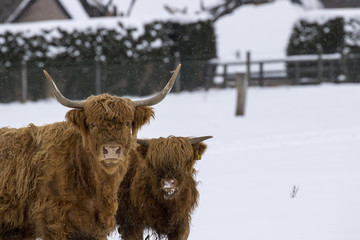 highland cow, bos taurus, coo, cattle, young and female foraging in snow covered field within the cairngorms national park, scotland