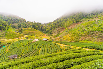 Green tea platation farm landscape hill cultivation