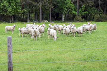 Obraz na płótnie Canvas Sheeps