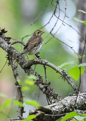 Song Thrush chick
