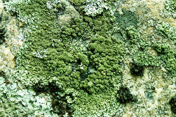 green mold on a pink stone texture