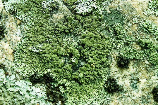 Green Mold On A Pink Stone Texture