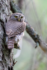 Eurasian Pygmy Owl