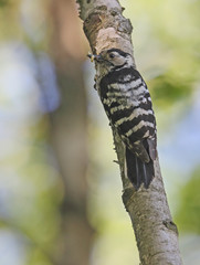 Lesser Spotted Woodpecker