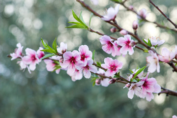 Flowering branch in the spring garden.
