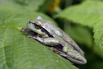 grau gefärbter Europäischer Laubfrosch (Hyla arborea) - gray European tree frog