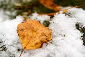 autumn yellow birch leaf fell on a pine snowy branch, fresh snow and fallen leaves