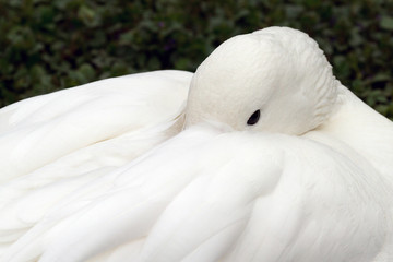 Gans © waechter-media.de