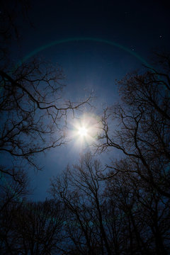Der Vollmond in einer klaren Winternacht durch Bäume aufgenommen