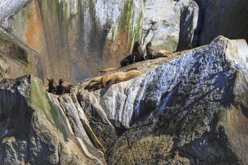 Fototapeta na wymiar Sea Lions in the Kenai Fjords National Park, Alaska, USA