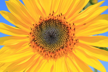 Obraz premium Sonnenblume in Straelen Deutschland