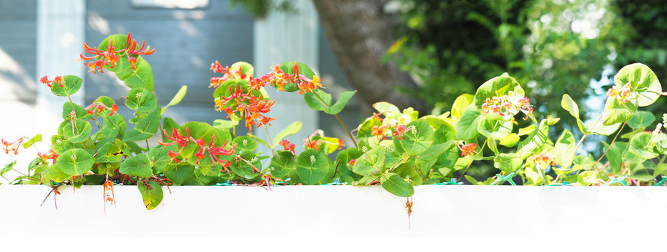 Lonicera heckrottii Gold flame. Honeysuckle climber, shrubby honeysuckle, hybrid. Flowerbed with flowers in a white pot against the backdrop of a garden. Panoramic view, bright sun