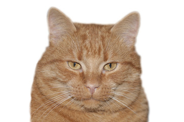 Red cat isolated on white background, clipping path