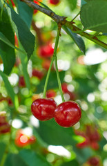 Two red ripe cherries growing on the tree