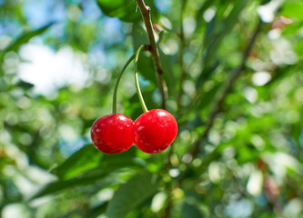 Two red ripe cherries growing on the tree