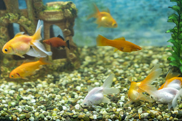 Lots of beautiful aquarium fish for home
