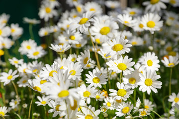 Fototapeta premium Daisy flowers on the spring meadow.