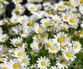 Daisy flowers on the spring meadow.