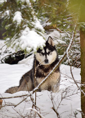 dog in snow