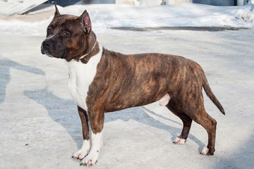 American staffordshire terrier puppy is standing on a white snow. Ten month old.