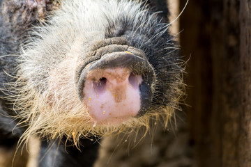 Horizontal View of Close Up of Pink Nose of a Pig on Blur Background