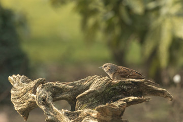 Sparrow Bird On An Old Tree