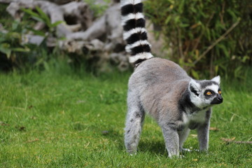 Kattas im Tierpark Deutschland