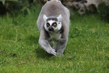 Kattas im Tierpark Deutschland