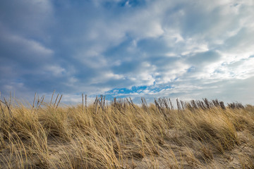 Sand Dunes With Grass Of Petten Aan Zee North Holland