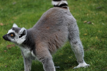 Kattas im Tierpark Deutschland