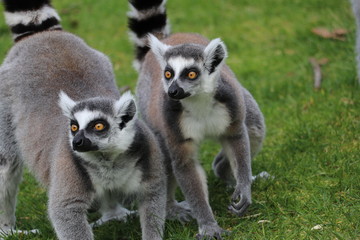 Obraz premium Kattas im Tierpark Deutschland