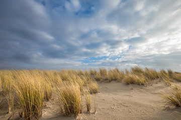 Dunes With Sunny Clouds Grass Of Petten Aan Zee North Holland