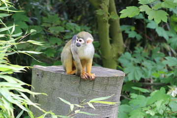 Obraz premium Totenkopfäffchen im Tierpark Deutschland
