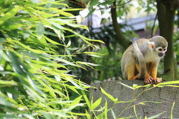 Totenkopfäffchen im Tierpark Deutschland