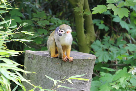Totenkopf&auml;ffchen im Tierpark Deutschland