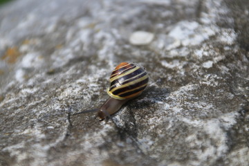 Schnecke im heimischen Garten Straelen Deutschland