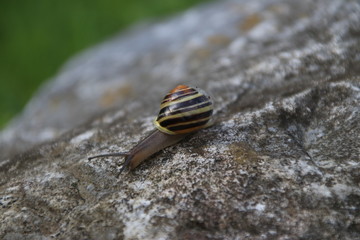Schnecke im heimischen Garten Straelen Deutschland