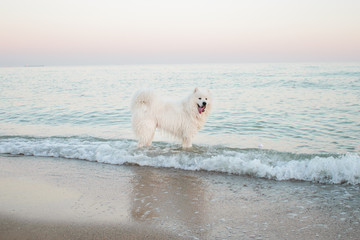 Samoyed male at seashore. beautiful dog on a background of a sea landscape at sunrise, sunset
