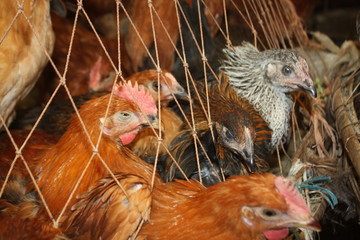 Chicken for sale in local market shop for customer. Chicken are good for health. Chicken are common domestic animals & source of food for mass people.