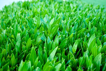 Fototapeta na wymiar Close up leaves buxus. Buxus leaf closeup. Green buxus. Fresh young buxus