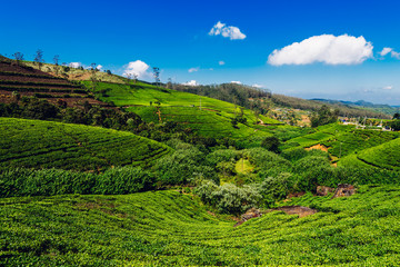 Fototapeta na wymiar Tea plantation, Sri Lanka. Nature background