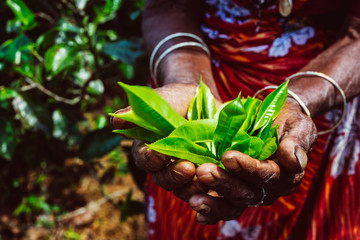 Handen met verse theeblaadjes op de theeplantage, Sri Lanka