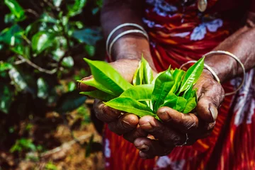Papier Peint photo Cuisine Mains tenant des feuilles de thé fraîches sur la plantation de thé, Sri Lanka