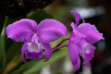 Cattleya